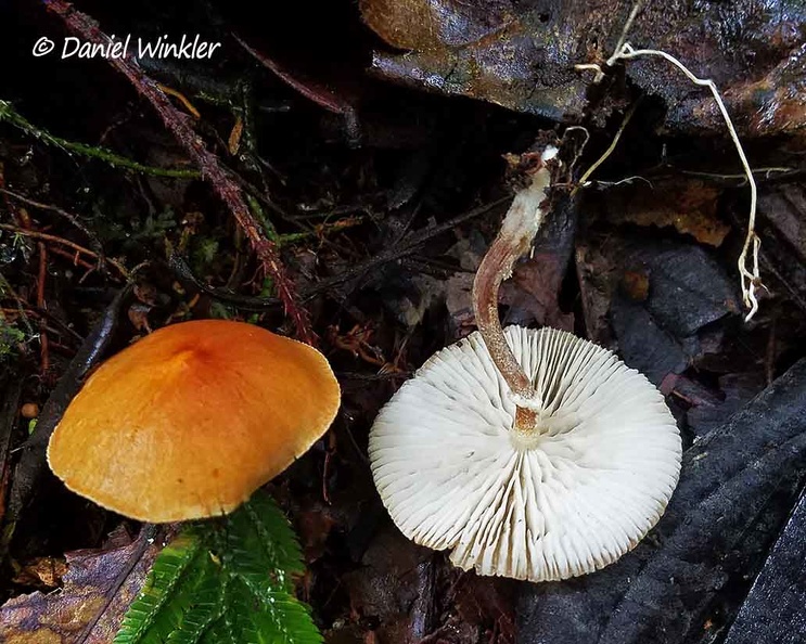 Agaric Isla Escondida DW Ms.jpg