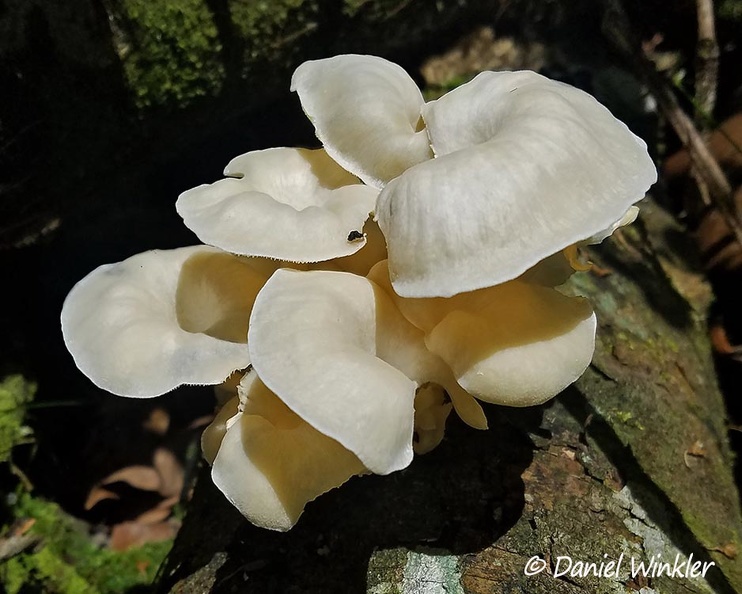 Lentinus concavus young C DW Ms.jpg