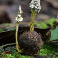 Penecilliopsis sp. growing on a palm seed seen in Isla Escondida 