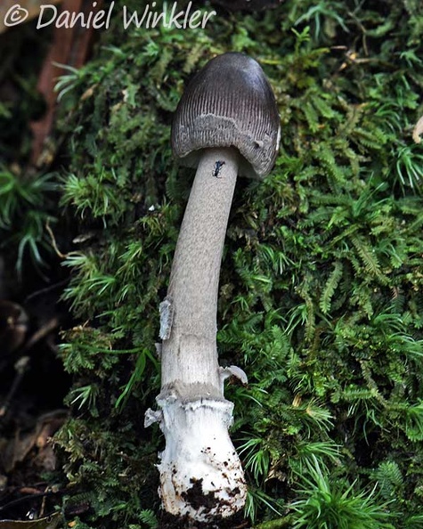 Amanita colombiana El Cedro DW Ms.jpg