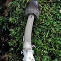 Amanita colombiana growing in the Andean oak forest in reserva El Cedro, South Huila