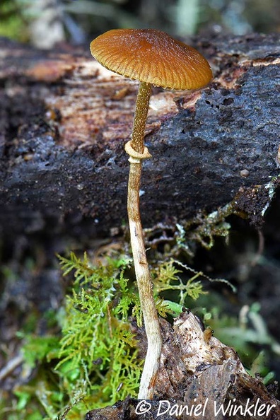 Galerina sp Q El Cedro DW Ms.jpg