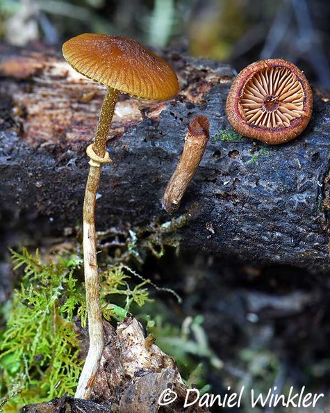 Galerina Q Disp El Cedro DW Ms.jpg