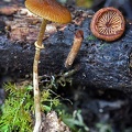 Pholiotina sp. growing on a dead branch in El Cedro