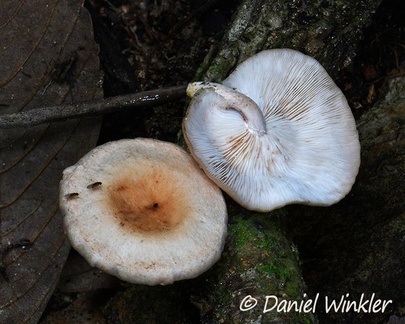 Lentinula aciculispora, Colombia's wild Shiitake growing on the wood of Trigonobalanus excelsa, a very rare and endangered oak relative, known in Colombia as roble negro, Charguayaco, near Pitalito, Huila