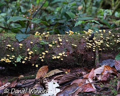 Mycena / Collybia plectophylla covers a trunk seen in Isla Escondida, Putumayo