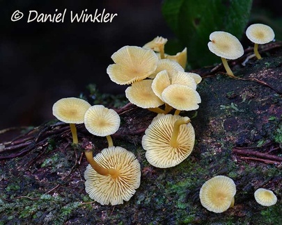 Mycena / Collybia plectophylla close up seen in Isla Escondida, Putumayo