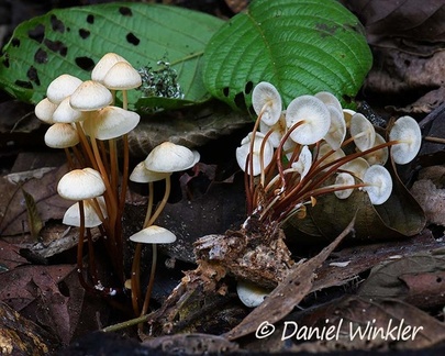 Gymnopus acervatus group seen in Charguayaco