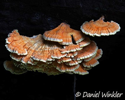 Laetiporus sulpherus? growing in Charguayaco