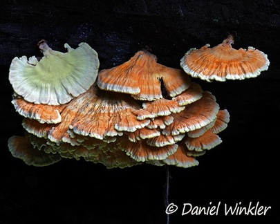 Laetiporus sulpherus?, Sulfur shelf or Chicken of the woods growing in Charguayaco