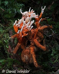 Stromata of Cordyceps caloceroides above its Tarantula victim, seen near Pitalito, Huila