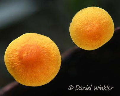 caps of Pluteus sp. near Pitalito