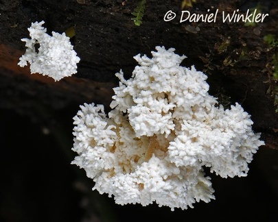 Cordyceps tenuipes (= Isaria tenuipes) seen in Charhuayaco near Pitalito