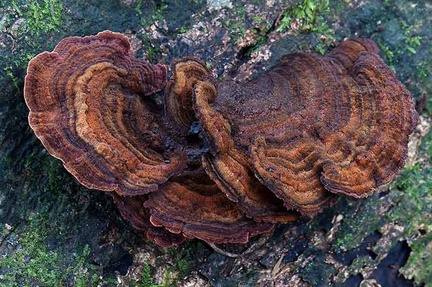 Coltricia? growing from dead wood in Mocoa