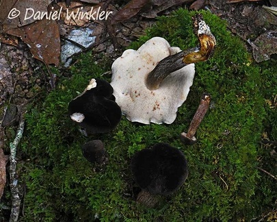 Tylopilus obscurus  showing its white tubes in Charguayaco