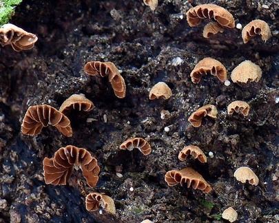 Tiny and striking Phaeomarasmius siquierii? growing on a Termite nest seen in Mocoa