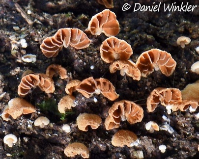Phaeomarasmius siquierii on Termite nest Mocoa
