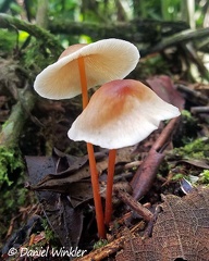 The elegant Gymnopus macropus was common in Reserva El Cedro