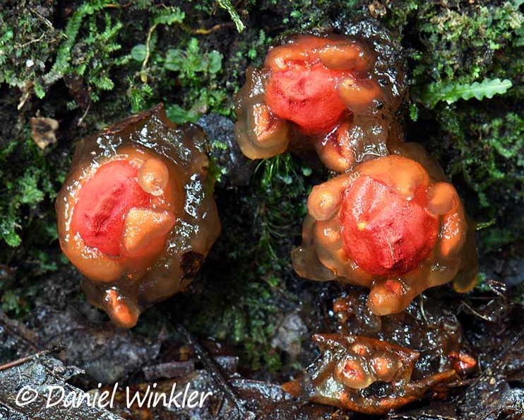 Calostoma cinnabarinum 3 El Cedro DW Ms.jpg