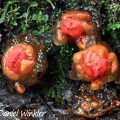 Calostoma cinnabarinum, also knwon as the Stalked puffball-in-aspic in El Cedro