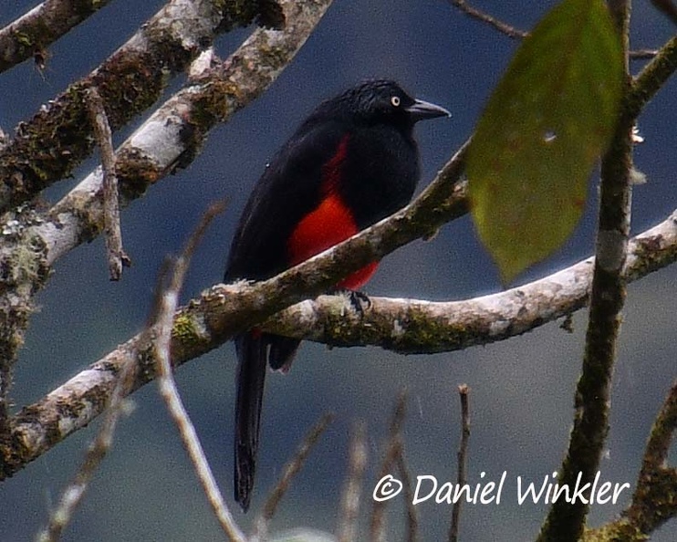 Red-bellied grackle - Hypopyrrhus pyrohypogaste El Cedro CCr DW Ms.jpg