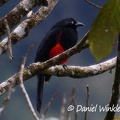 Red-bellied grackle - Hypopyrrhus pyrohypogaste seen in El Cedro