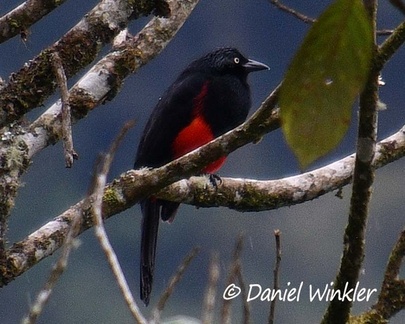 Red-bellied grackle - Hypopyrrhus pyrohypogaste seen in El Cedro