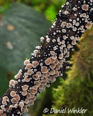 branch covered in Crepidotus sp. seen in  Reserva El Cedro, South Huila, 2000m