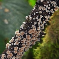 branch covered in Crepidotus sp. seen in  Reserva El Cedro, South Huila, 2000m