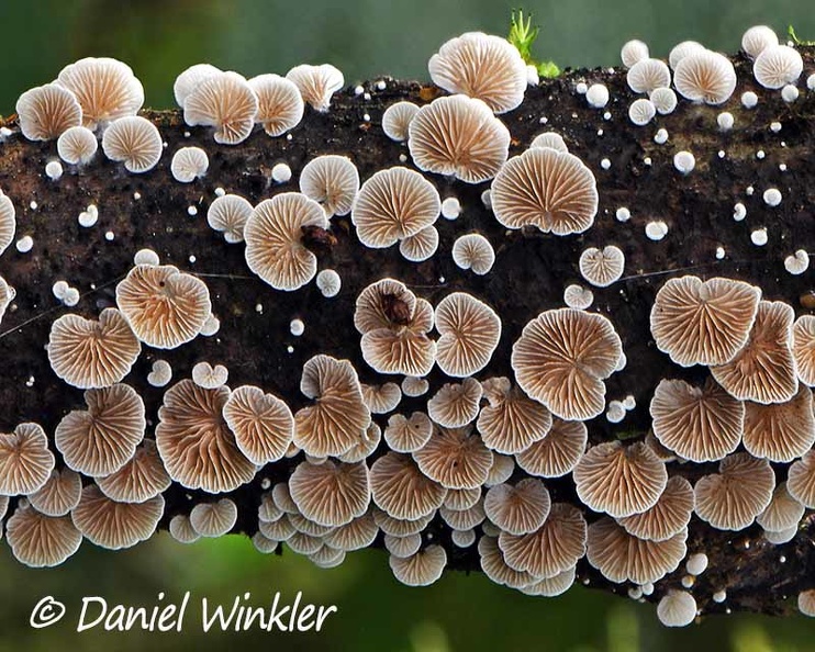 Crepidotus branch Detail El Cedro DW Ms.jpg