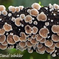Crepidotus sp. branch (diameter  about 10cm) close up. Reserva El Cedro, South Huila, 2000m