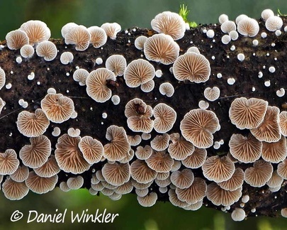 Crepidotus sp. branch (diameter  about 10cm) close up. Reserva El Cedro, South Huila, 2000m