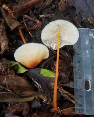 Gymnopus macropus with scale seen in Reserva El Cedro under Tibouchina trees in 2000m