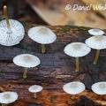 The same Mycena showing its gills in Isla Escondida, Putumayo