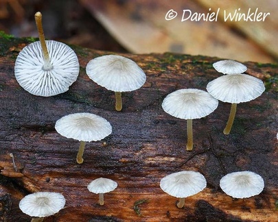 The same Mycena showing its gills in Isla Escondida, Putumayo