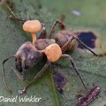 Ophiocordyceps binata, in Isla  Escondida, Putumayo