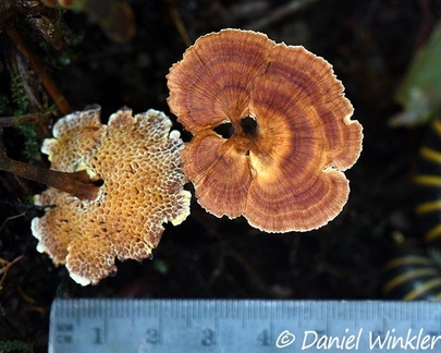 Another Coltricia sp. with scale seen in Isla Escondido