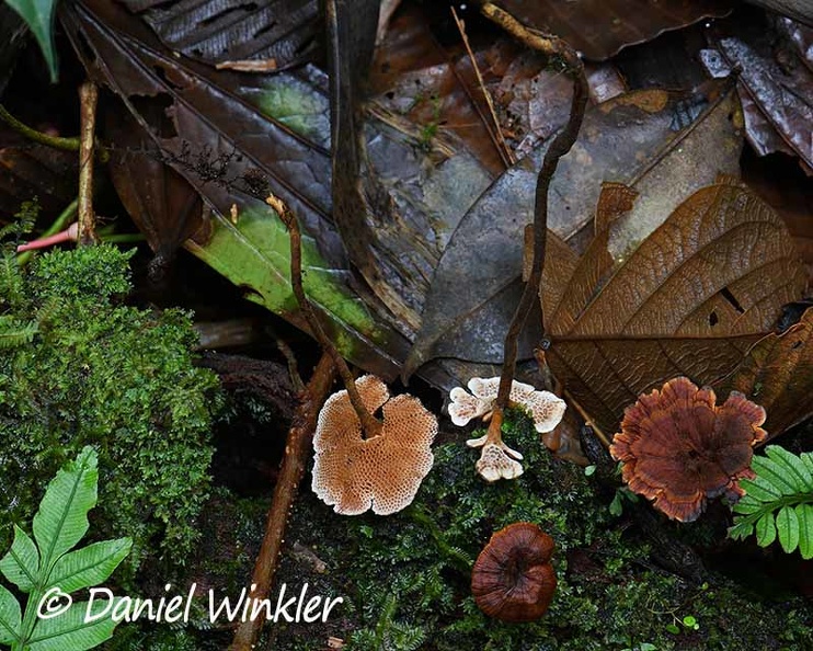 Coltricia 4 Disp DW Ms.jpg