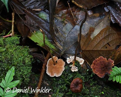 Coltricia sp. showing its long stems seen in Isla Escondido