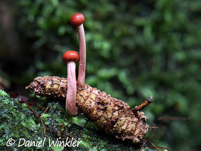Ophiocordyceps amazonica 2 stromata Escondida DW Ms.jpg