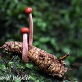 Ophiocordyceps amazonica with 2 stromata, Isla Escondida