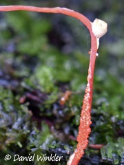 Perithecia lined up along stroma of a Cordyceps sp. , in Isla Escondida, Putumayo