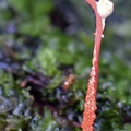 Perithecia lined up along stroma of a Cordyceps sp. , in Isla Escondida, Putumayo