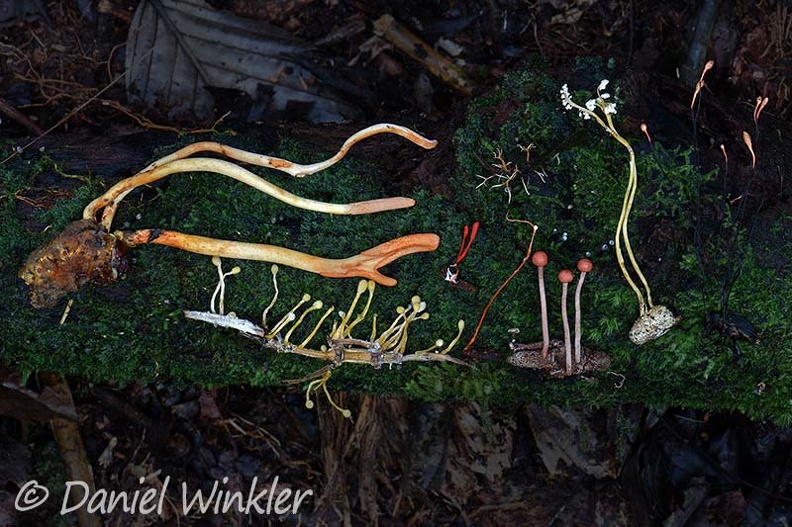 Cordyceps abundance DW Ms.jpg