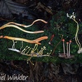 Cordyceps abundance in Isla Escondida, Orito, Putumayo