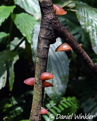 Auricularia fuscococcinea growing in Isla Escondida