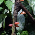 Auricularia fuscococcinea growing in Isla Escondida