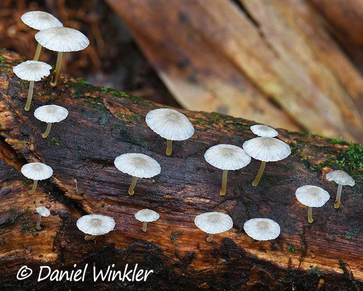 Mycena whitish yellow stem DW Ms.jpg