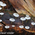 whitish Mycena sp. with yellow stem seen in Isla Escondida, Putumayo