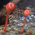 a red small Mycena sp. seen Isla Escondida